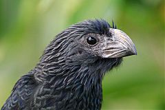 Groove-billed Ani